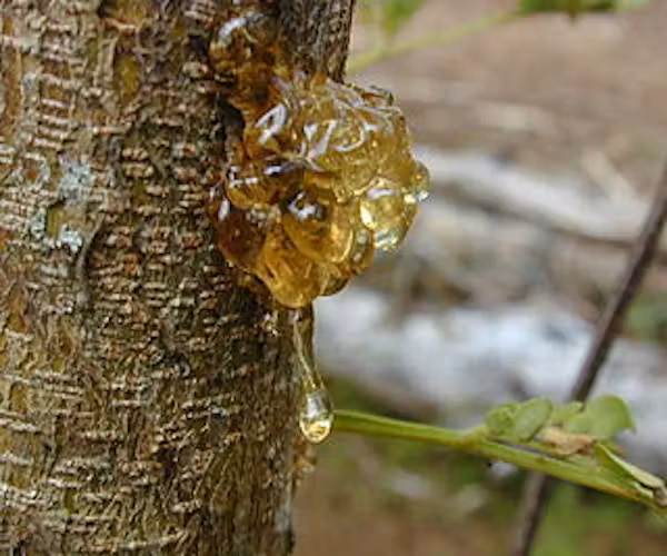 Sticky tree sap